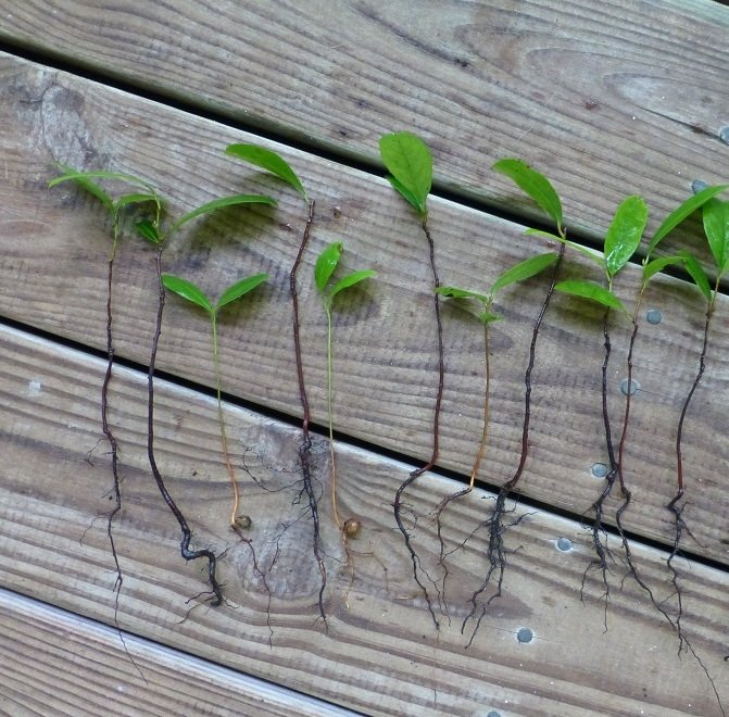 cherry laurel Prunus caroliniana seedlings
