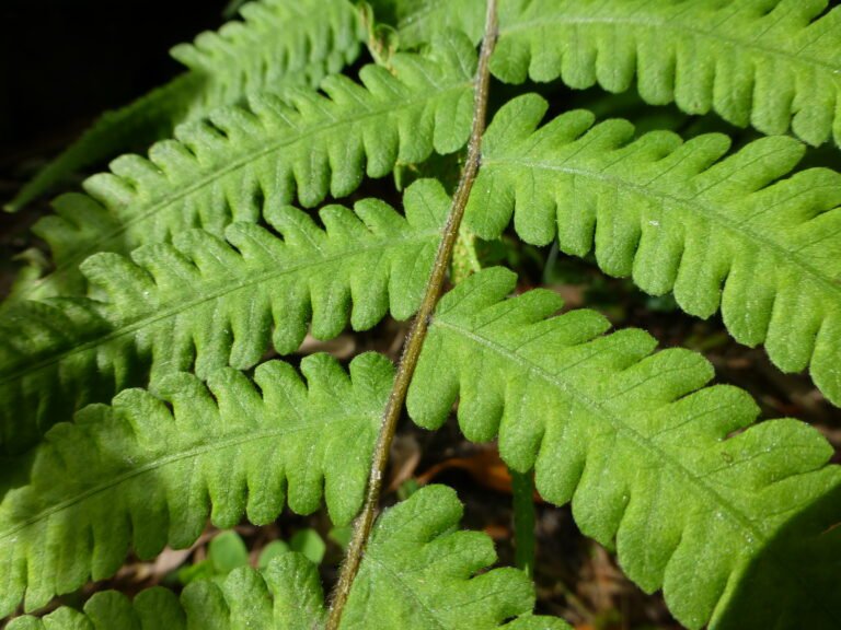 cinnamon fern Osmundastrum cinnamomeum leaflets