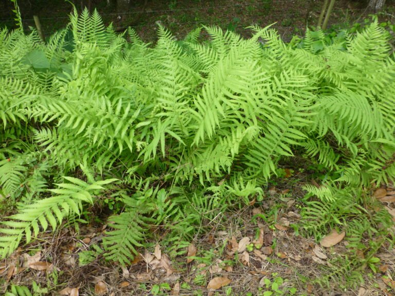 cinnamon fern Osmundastrum cinnamomeum in the landscape