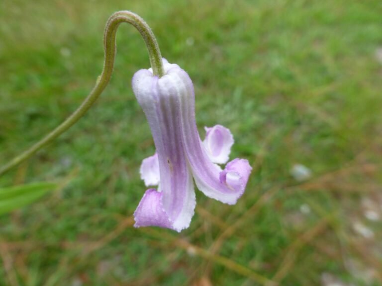 Clematis baldwinii Pine-hyacinth flower