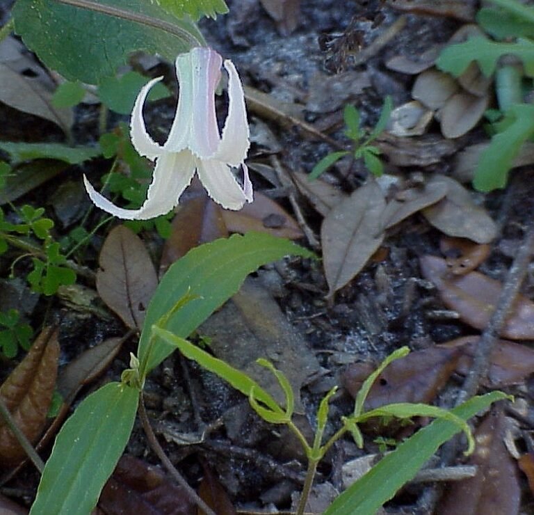 Clematis baldwinii Pine-hyacinth flower and leaves