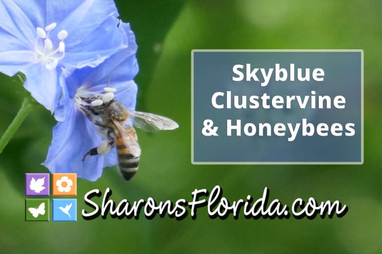 Jacquemontia pentanthos Skyblue clustervine and Honeybees video link thumbnail