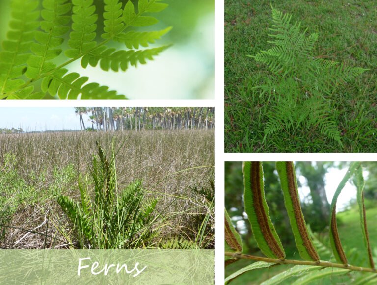 collage of fern photos that takes you to the Ferns page with article list