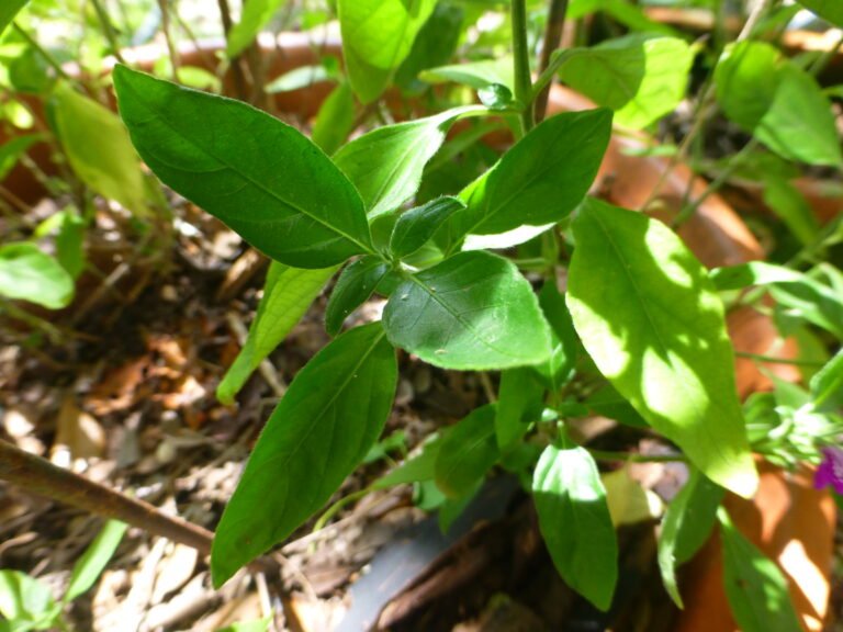 Cooley's water-willow Justicia pringlei leaves