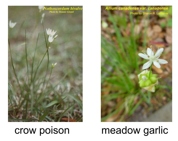 Nothoscordum bivalve crow poison vs Allium canadense var. canadense meadow garlic