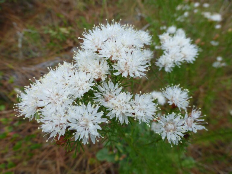 Dalea pinnata var. pinnata summer farewell flowers