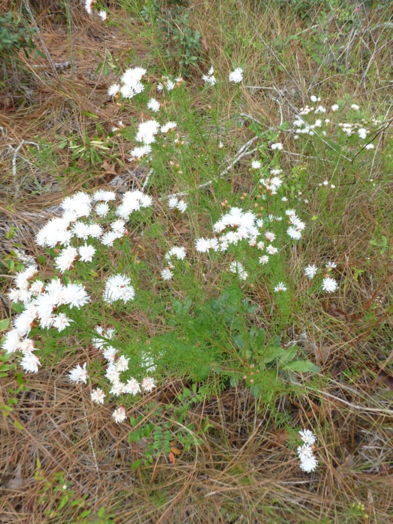 Dalea pinnata var. pinnata summer farewell growing near the base of a pinetree