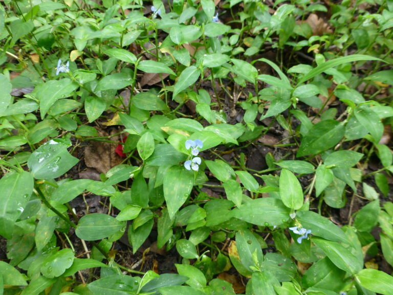 Commelina erecta whitemouth dayflower used as a groundcover in the landscape