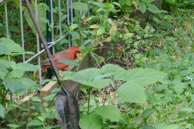 Commelina erecta whitemouth dayflower being eaten by a Northern cardinal