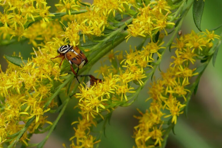 delta flower scarab beetle Trigonopeltastes delta on a goldenrod flower