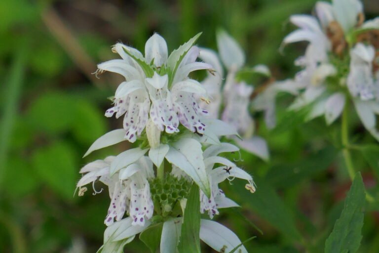 Monarda punctata spotted beebalm flowers