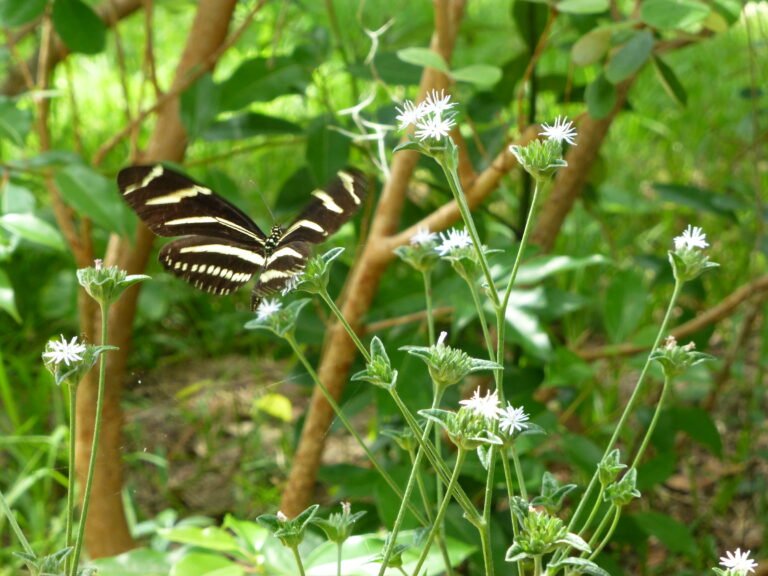 Elephantopus elatus tall elephantsfoot and a zebra longwing butterfly nectaring on the flower