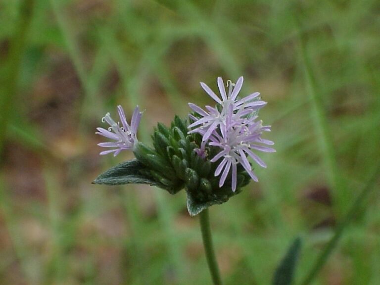 Elephantopus elatus tall elephantsfoot flowers