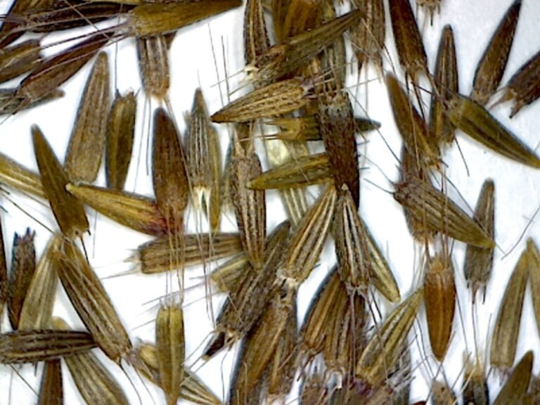 Elephantopus elatus tall elephantsfoot magnified seeds