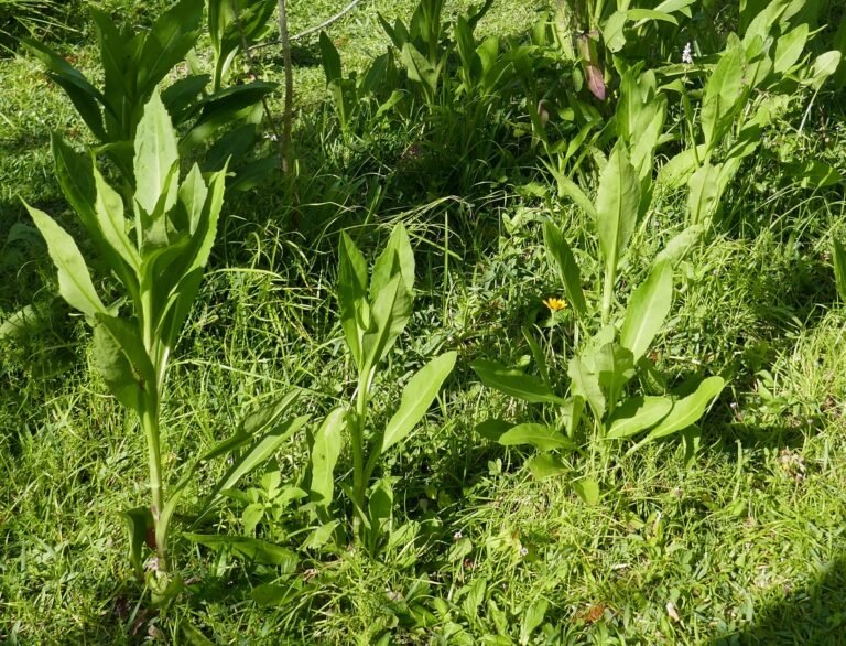 Elliott's aster leaves