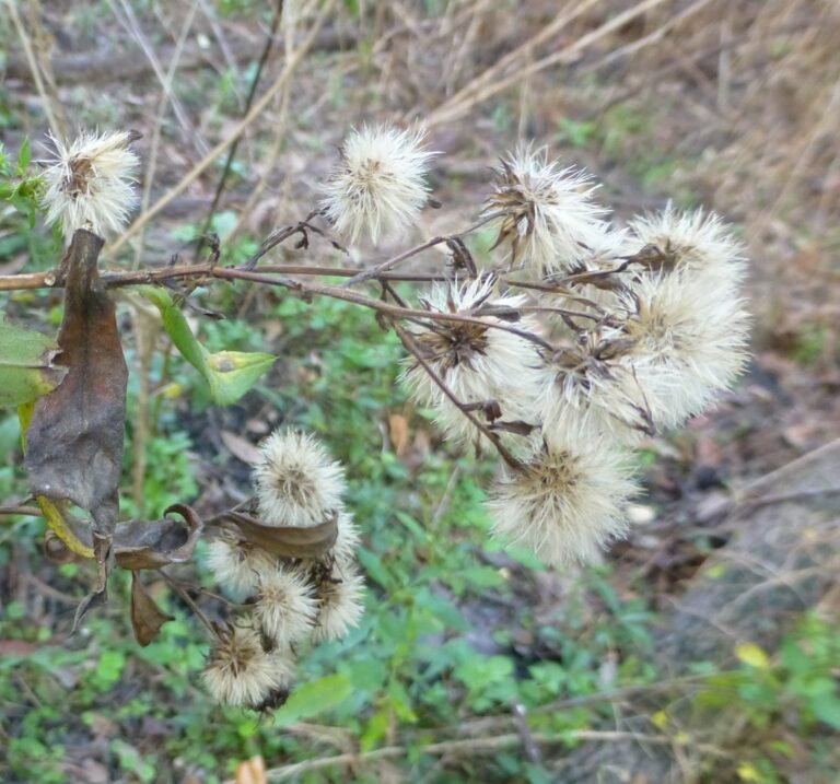 Elliott's aster ripe seed heads