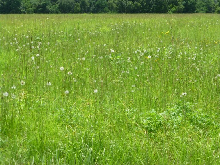 Carolina desert-chicory Pyrrhopappus carolinianus in a field