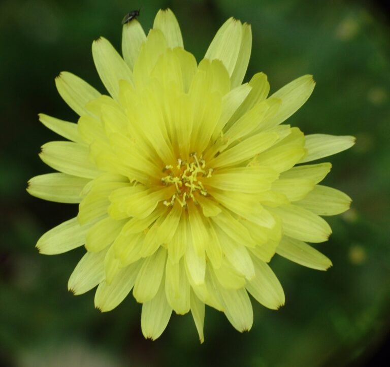 Carolina desert-chicory Pyrrhopappus carolinianus flower close-up