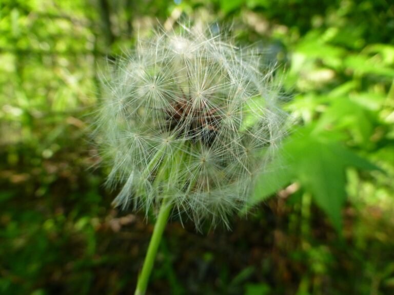 Carolina desert-chicory Pyrrhopappus carolinianus ripe seed head