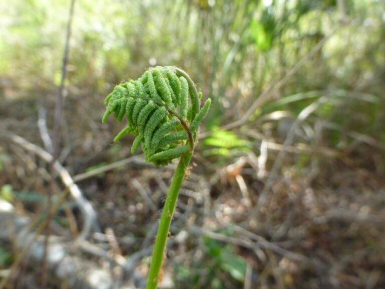 Pteridium aquilinum var. pseudocaudatum tailed bracken fern fiddlehead
