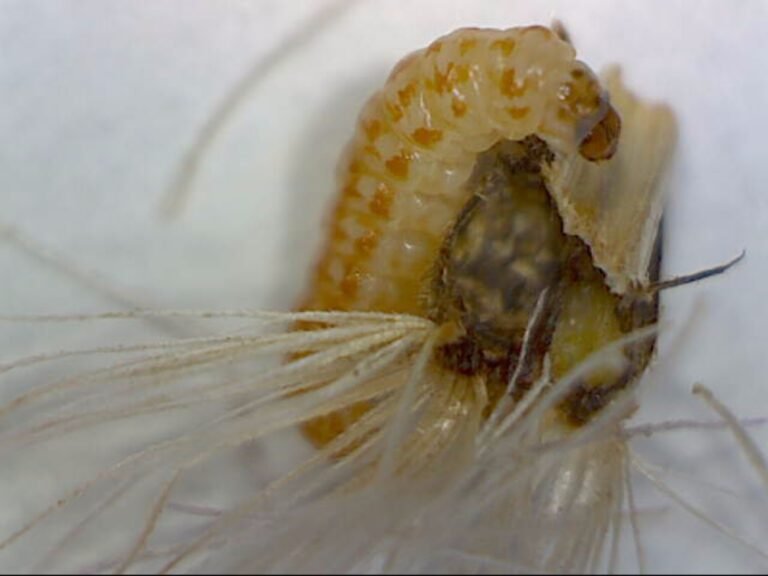 Carphephorus corymbosus Florida paintbrush with a caterpillar eating the seeds