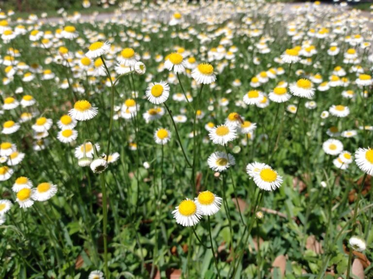 oakleaf fleabane Erigeron quercifolius