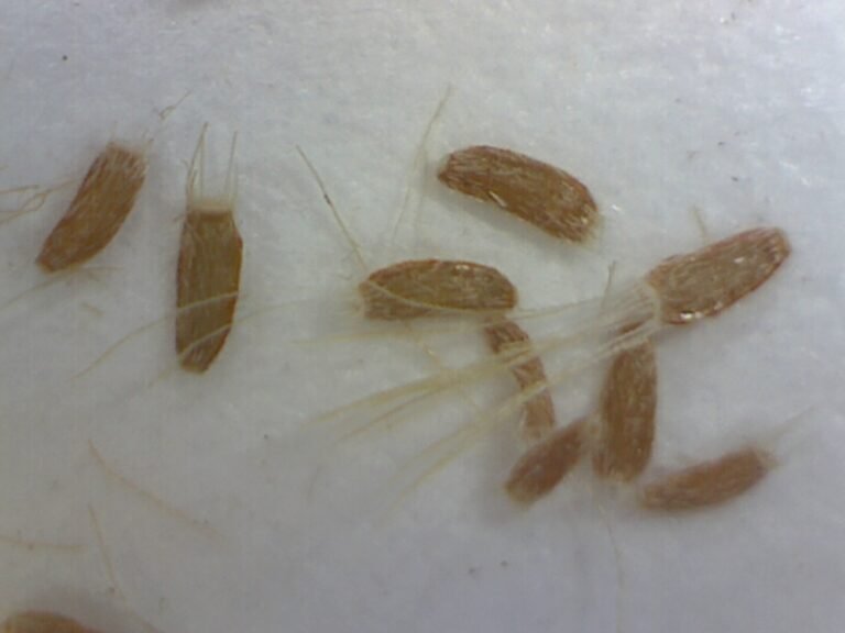 oakleaf fleabane Erigeron quercifolius seeds shown under magnification