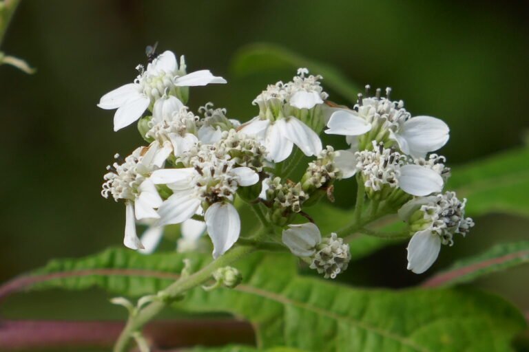 Verbesina virginica frostweed flowers