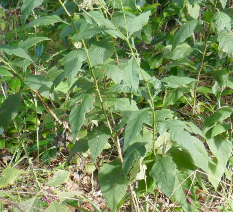 Verbesina virginica frostweed leaves