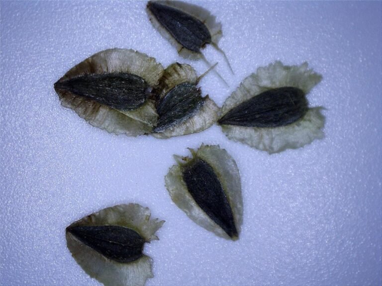 Verbesina virginica frostweed seeds under magnification