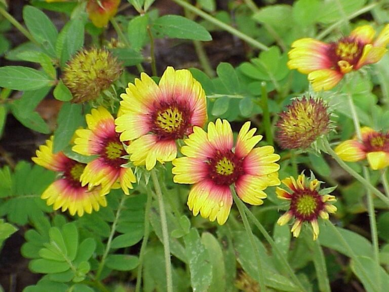 firewheel Gaillardia pulchella