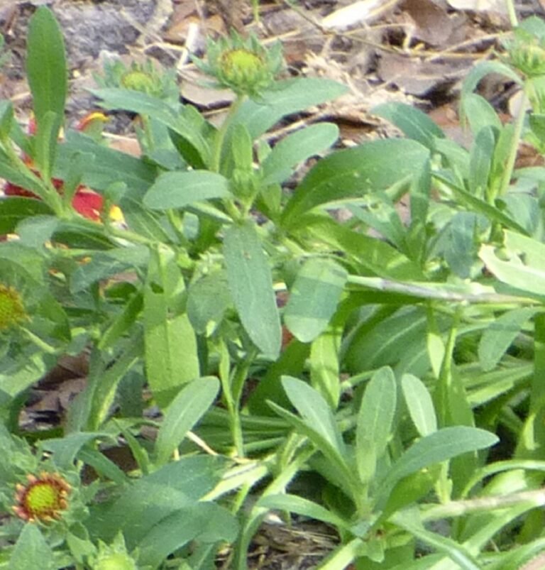firewheel Gaillardia pulchella leaves