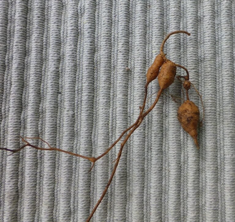 Galactia volubilis eastern milkpea root bulbs