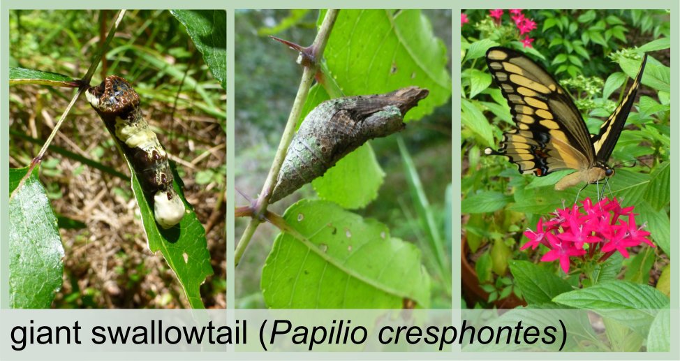 giant swallowtail life cycle showing caterpillar chrysalis and adult butterfly