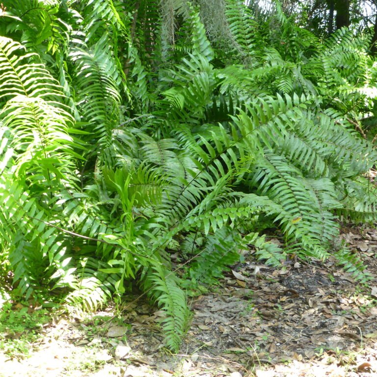 giant sword fern Nephrolepis biserrata in the landscape