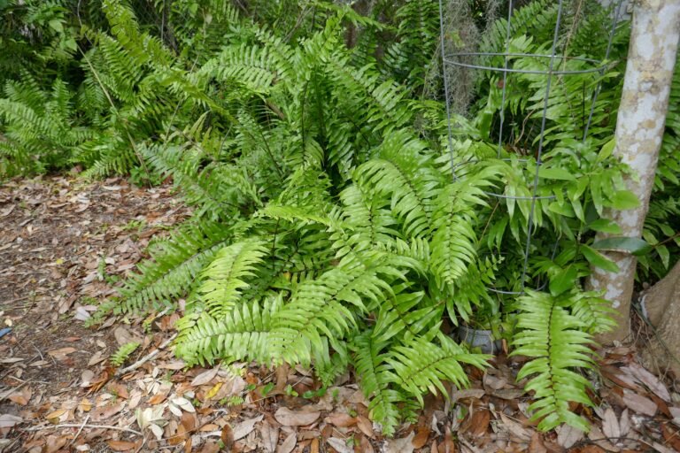 giant sword fern Nephrolepis biserrata in the landscape