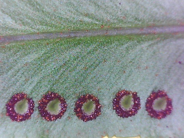 giant sword fern Nephrolepis biserrata magnified sori