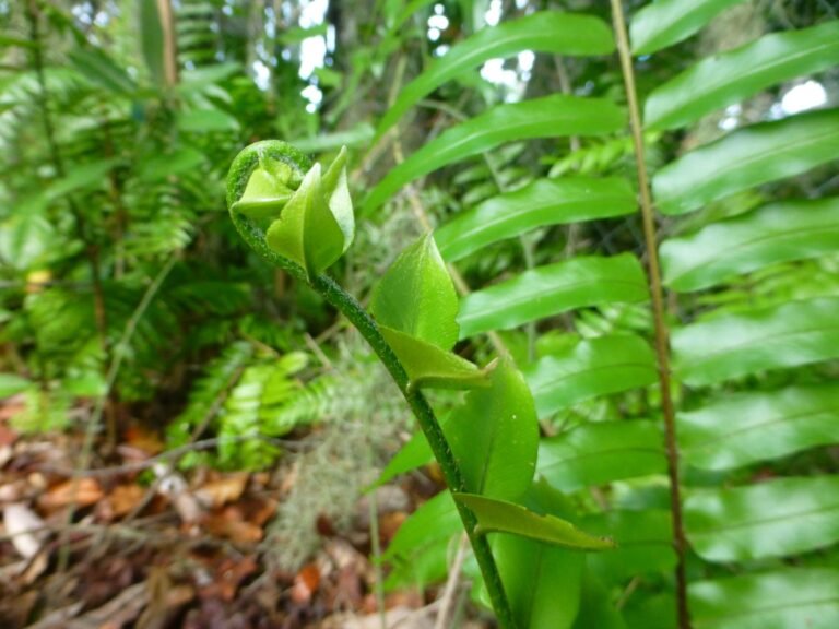 giant sword fern Nephrolepis biserrata fiddlehead