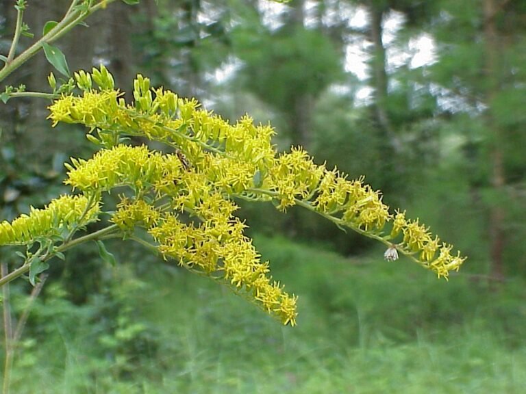 chapmans goldenrod Solidago odora var. chapmanii flowers