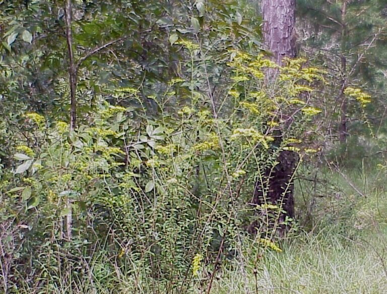 chapmans goldenrod Solidago odora var. chapmanii growing at the edge of a forest