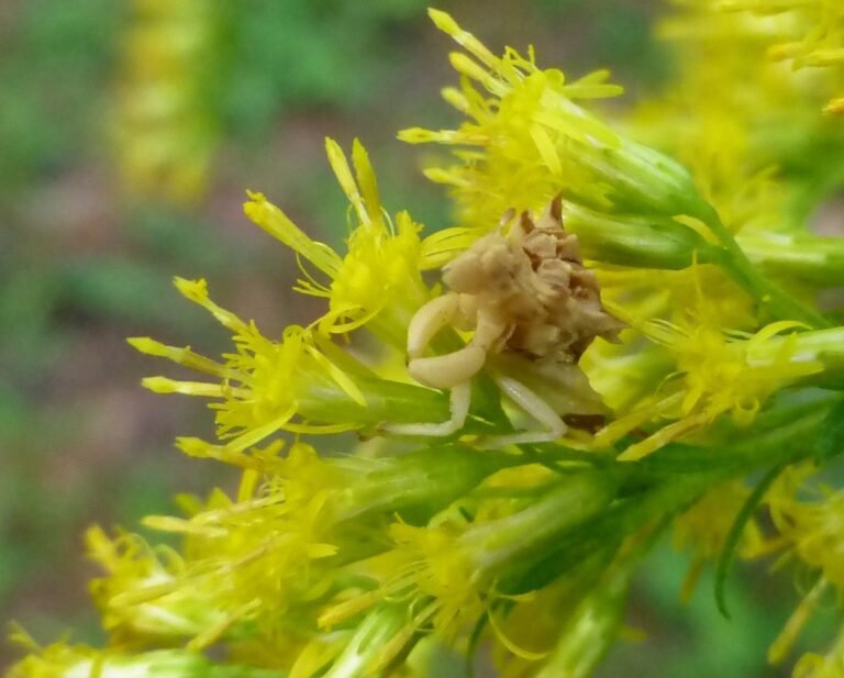 goldenrod with an ambush bug
