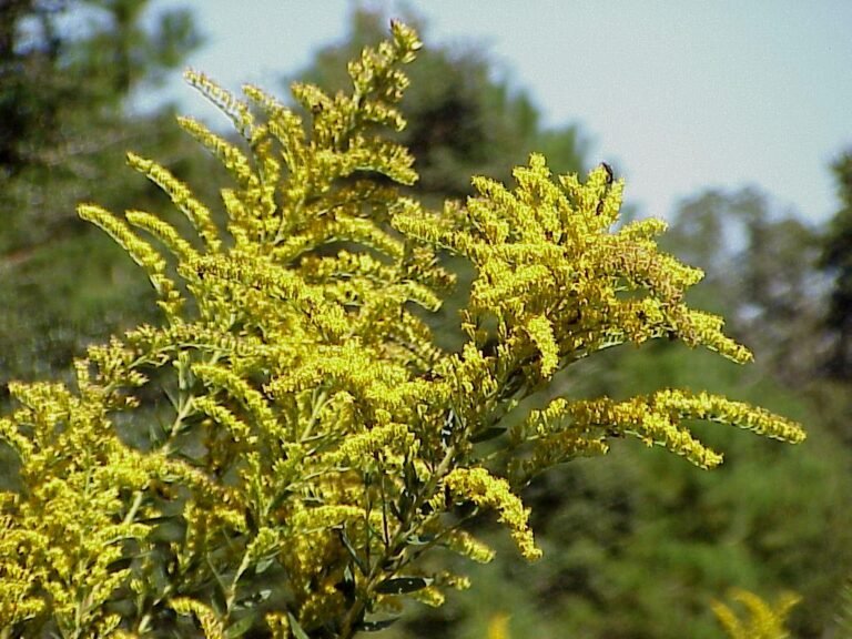 pinebarren goldenrod Solidago fistulosa