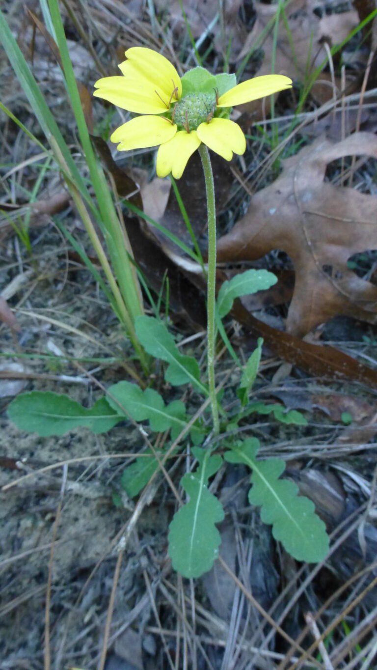 Florida greeneyes Berlandiera subacaulis