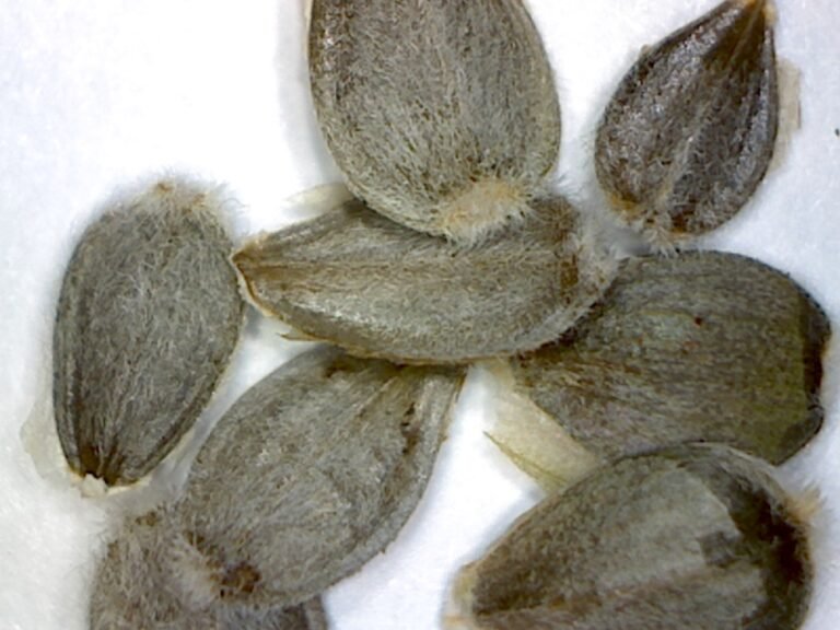 Florida greeneyes Berlandiera subacaulis seeds