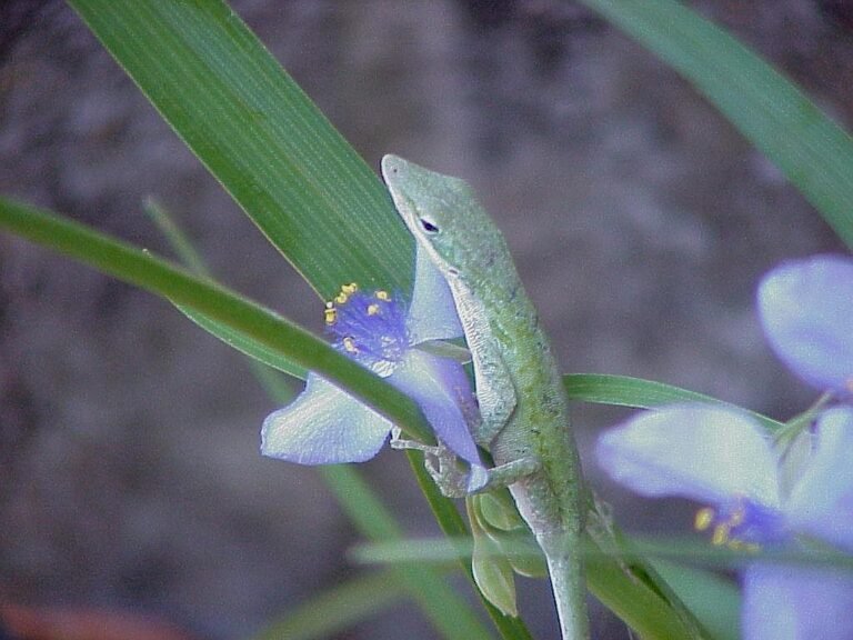 Tradescantia ohiensis Ohio spiderwort and green anole hunting among the foliage