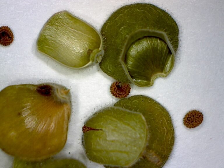 skullcap seeds under magnification showing the two parts of the seed capsule and the seeds