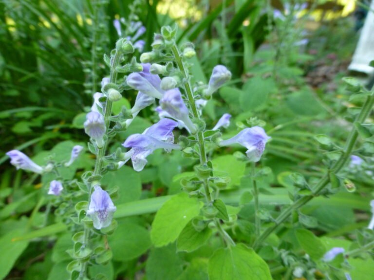 Heartleaf skullcap Scutellaria ovata subsp. bracteata flowers