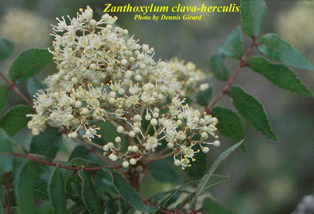 hercules-club Zanthoxylum clava-herculis flowers