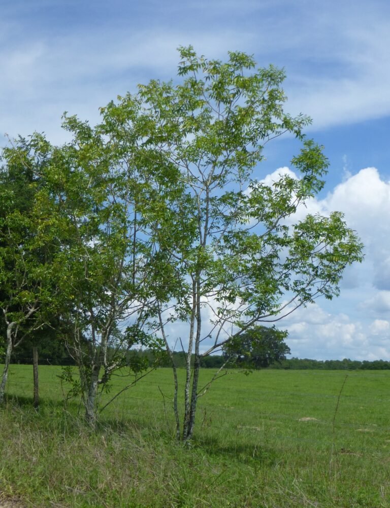 hercules-club Zanthoxylum clava-herculis in the landscape