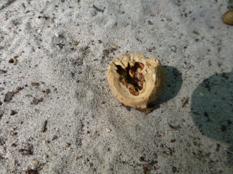 pignut hickory Carya glabra nut broken in half to show the inside
